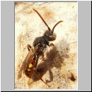 Nomada flava  - Wespenbiene w13.jpg